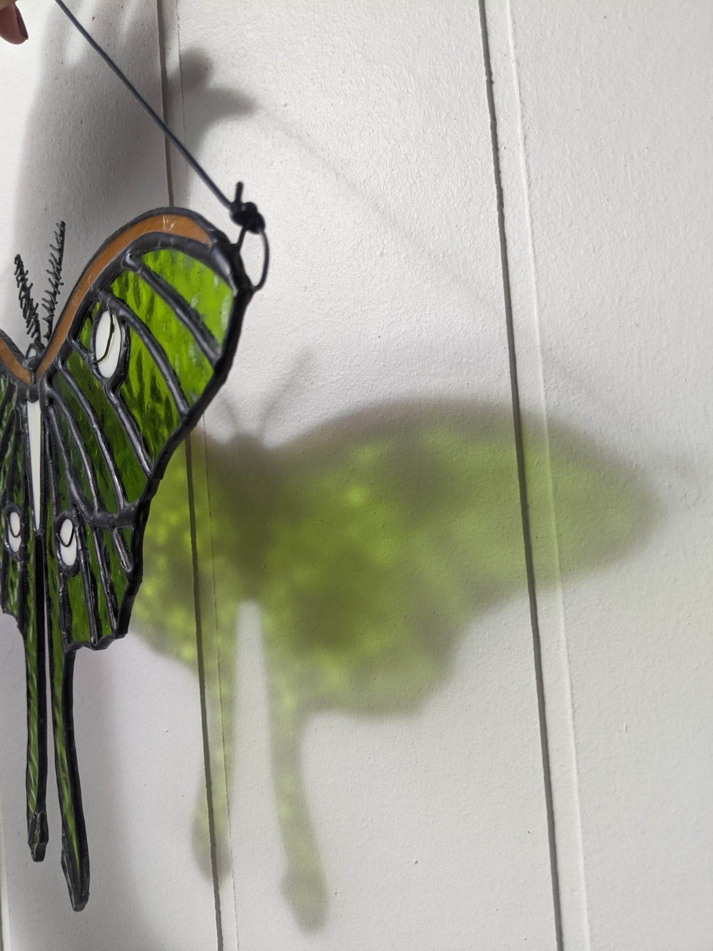 Luna Moth