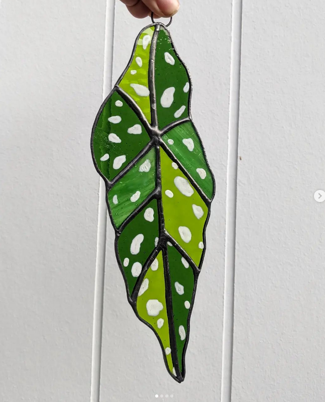 Spotted Begonia Leaf